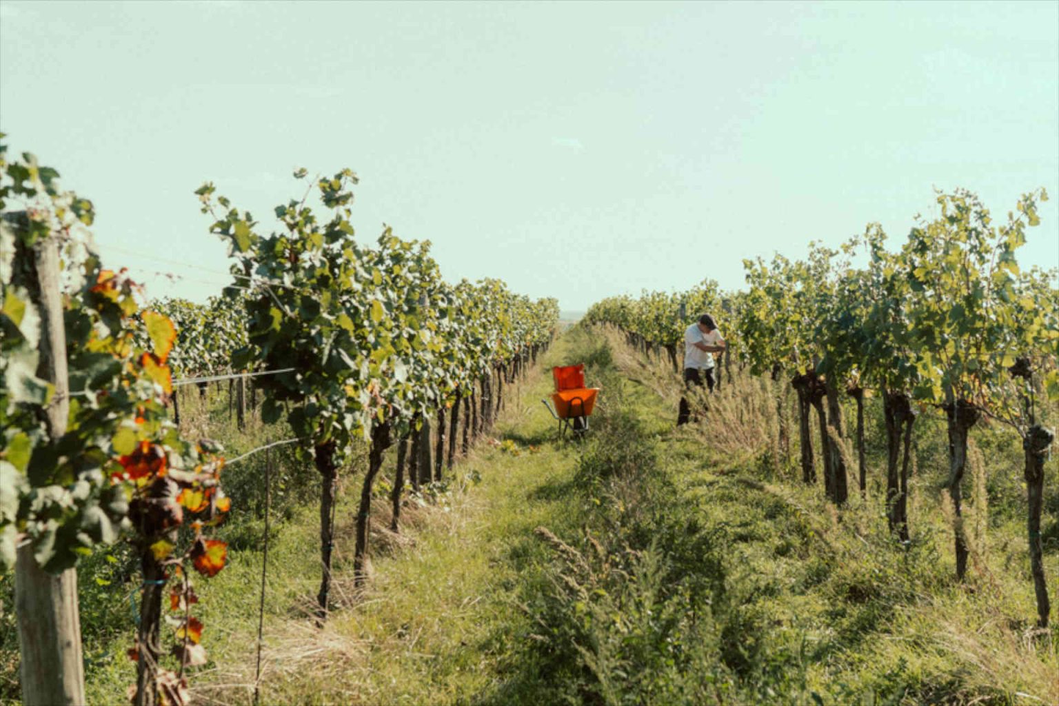 Parvenü grape harvest © Jana Hofmann