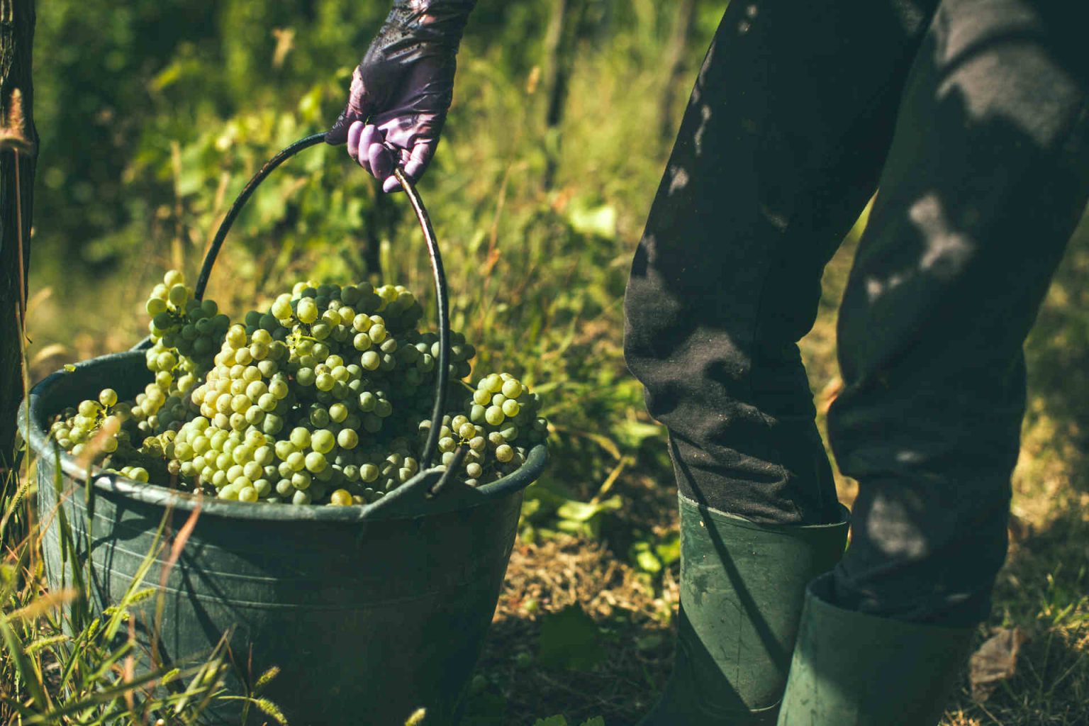 At the harvest © Lupi Spuma