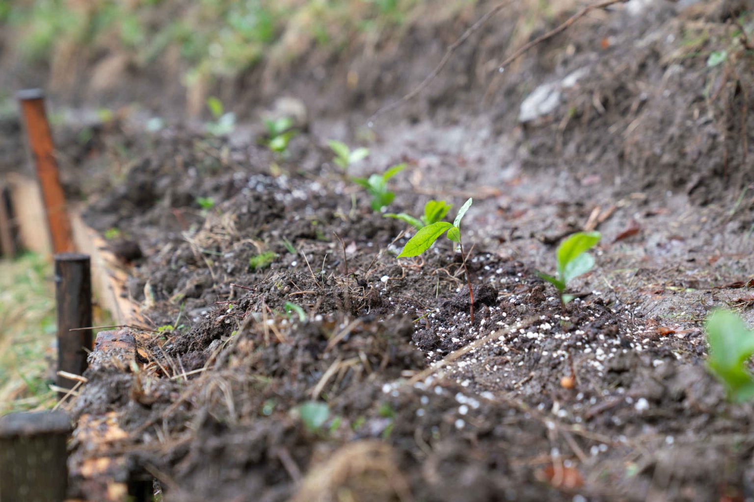 The tea plant “Camellia sinensis”. © zweibaum