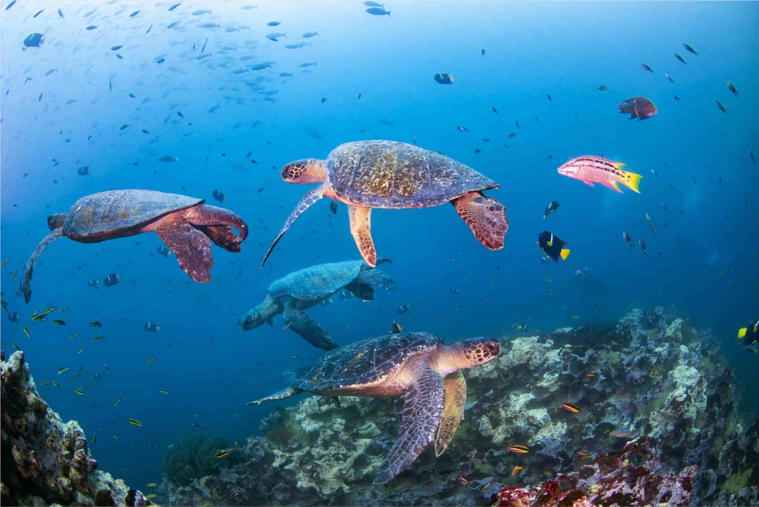 Sea turtle in Galapagos, Ecuador, photo provided