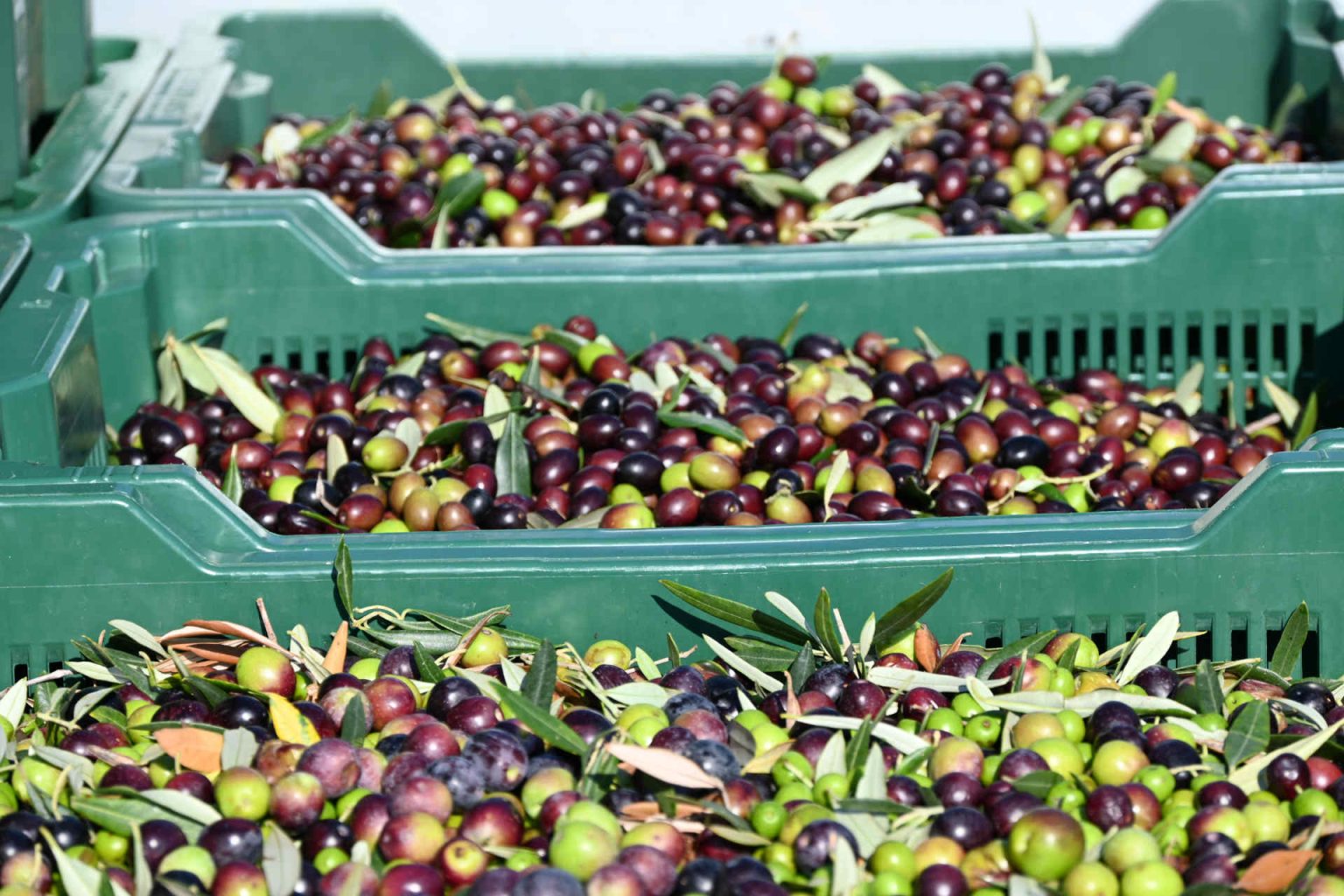 Olives for Avistria oil, photo provided