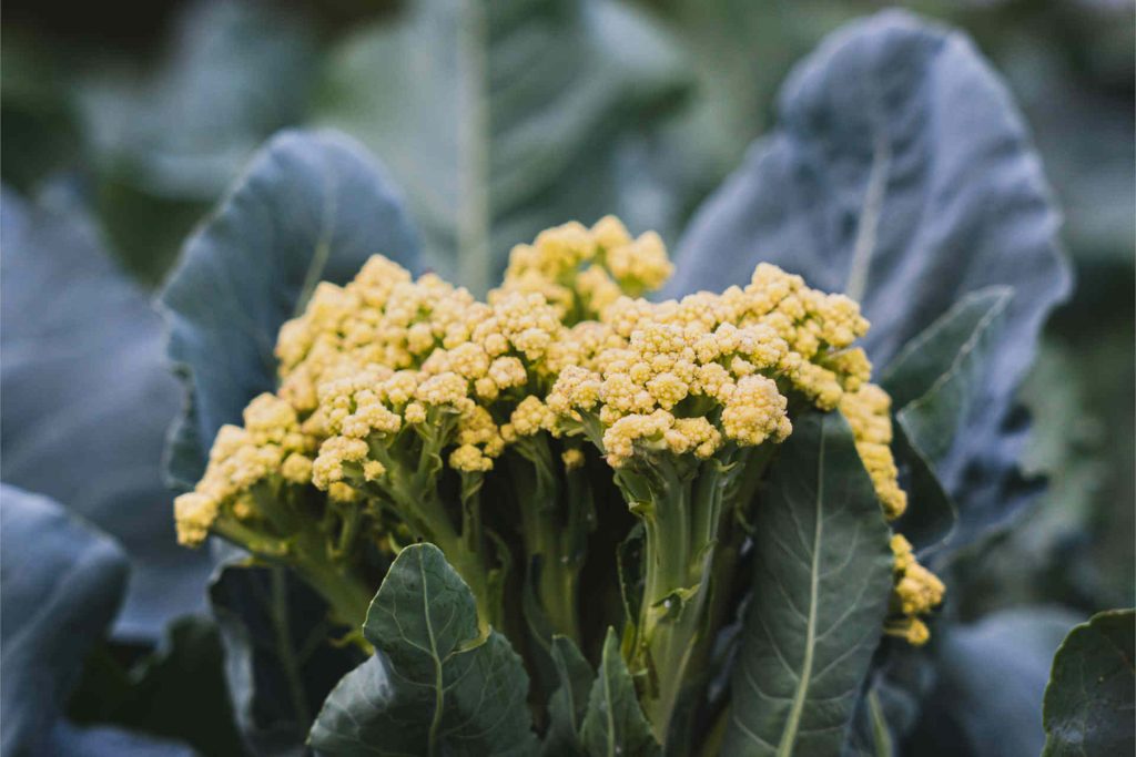 © Illustrations freepik