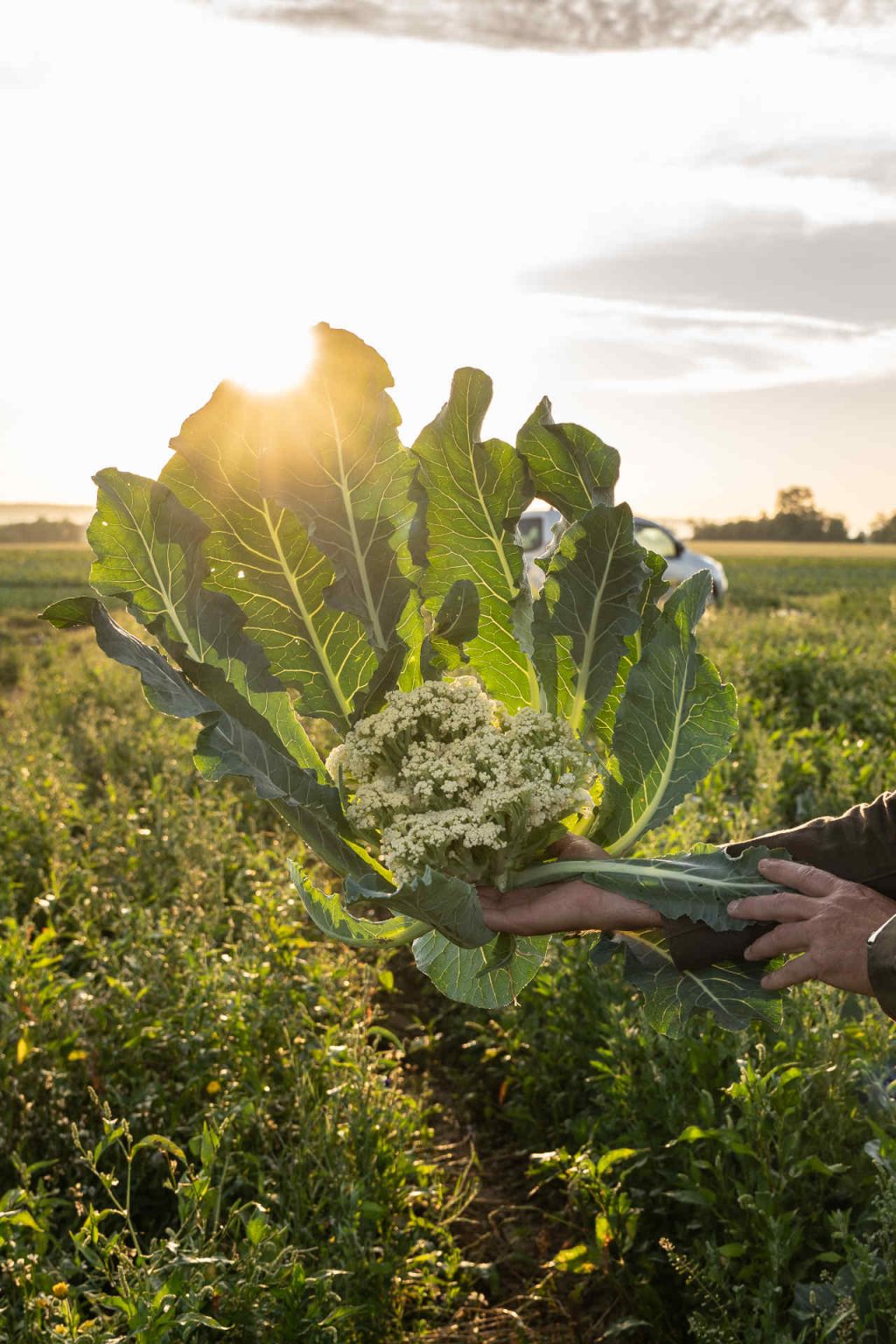 © Illustrations freepik