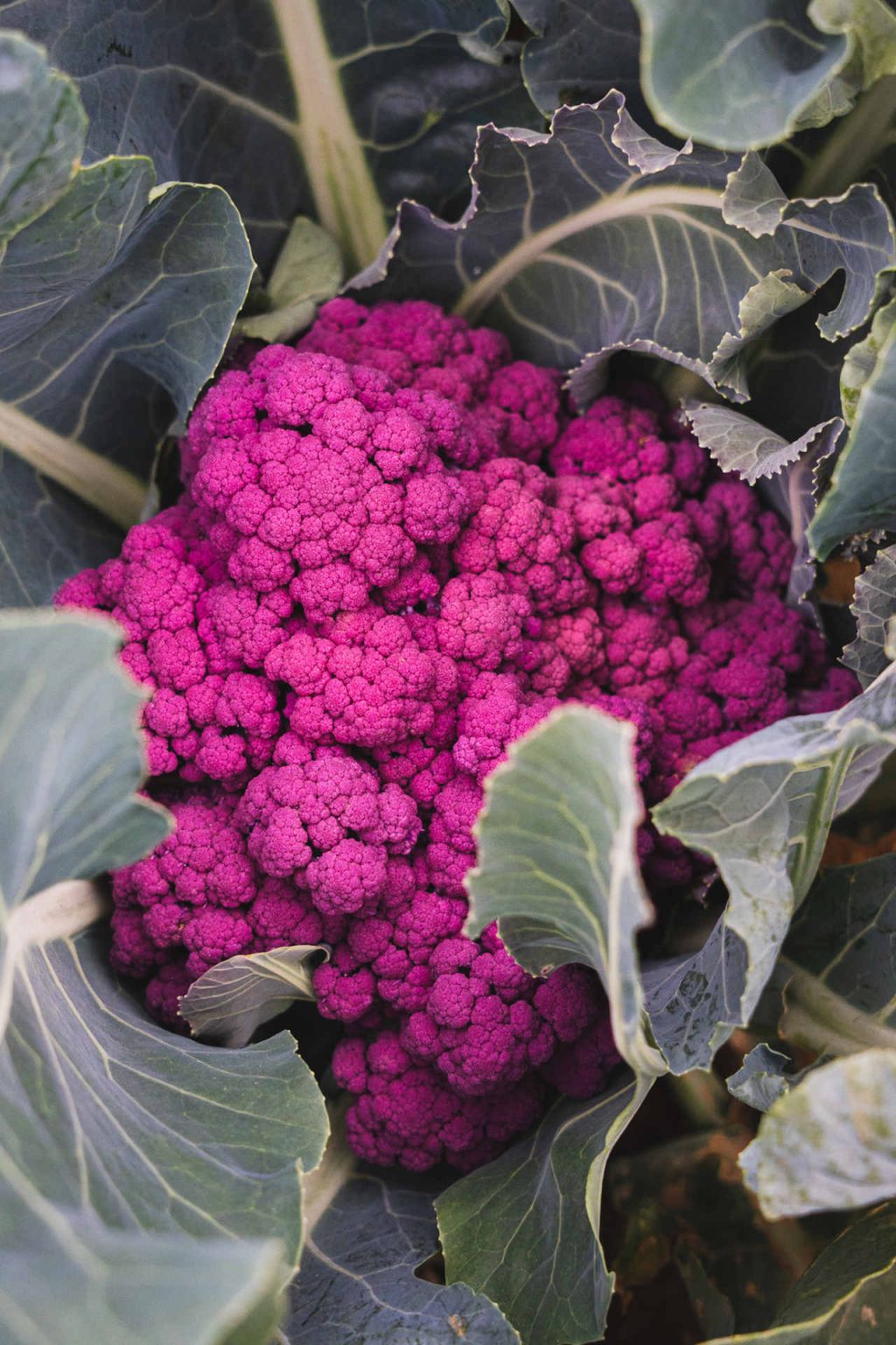 © Illustrations freepik