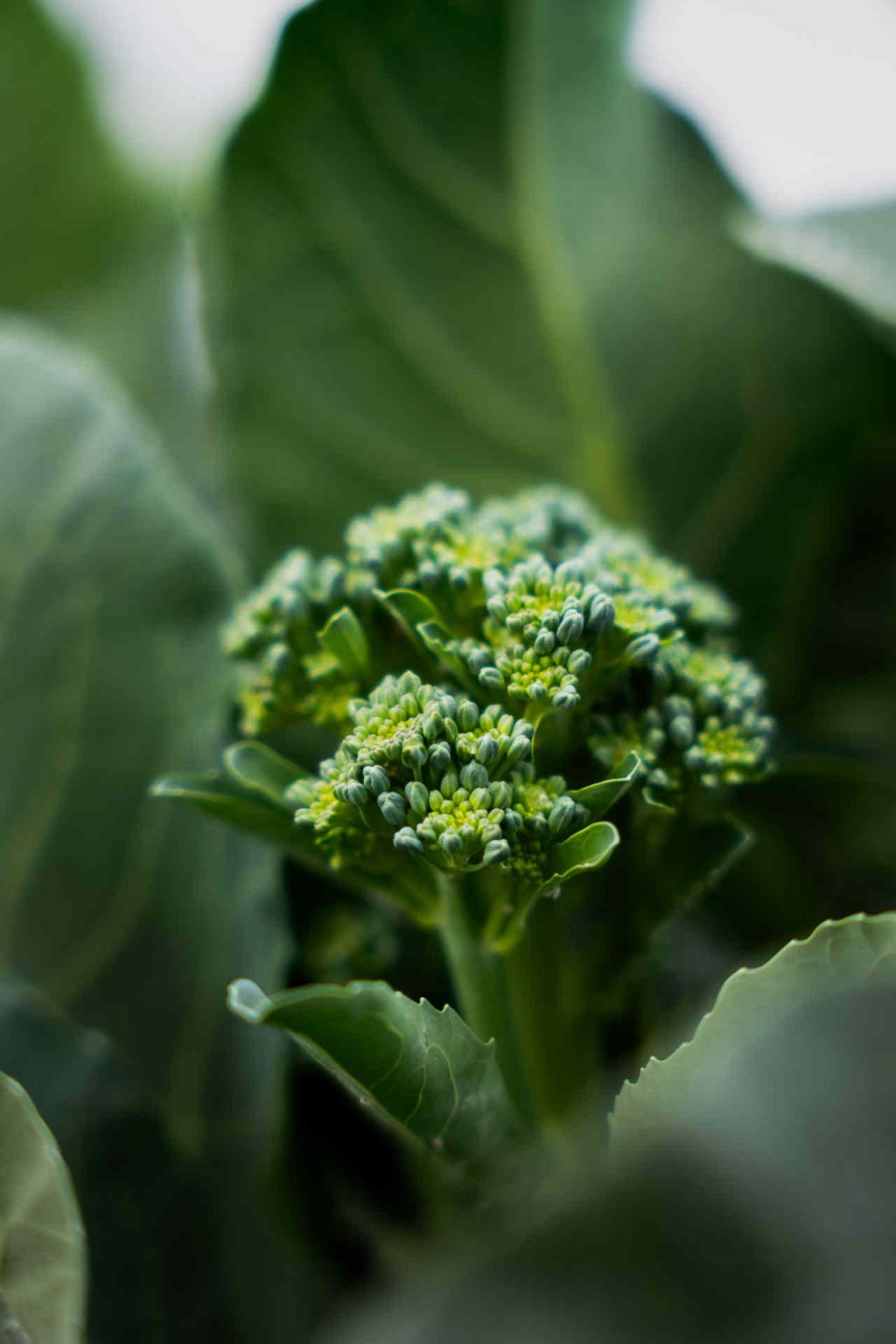 © Illustrations freepik