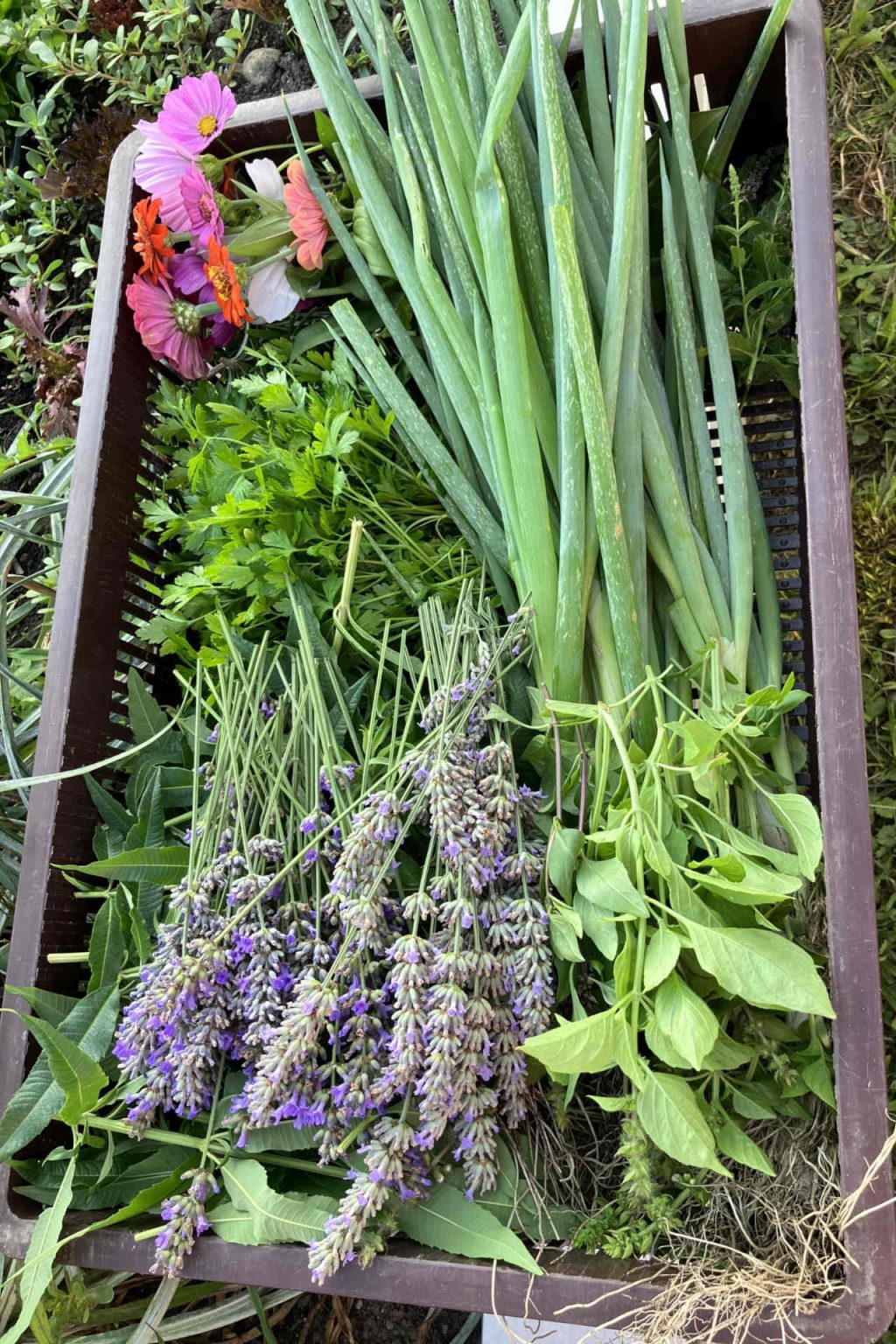 Organic vegetable rarities from the Ströck bakery, photo provided