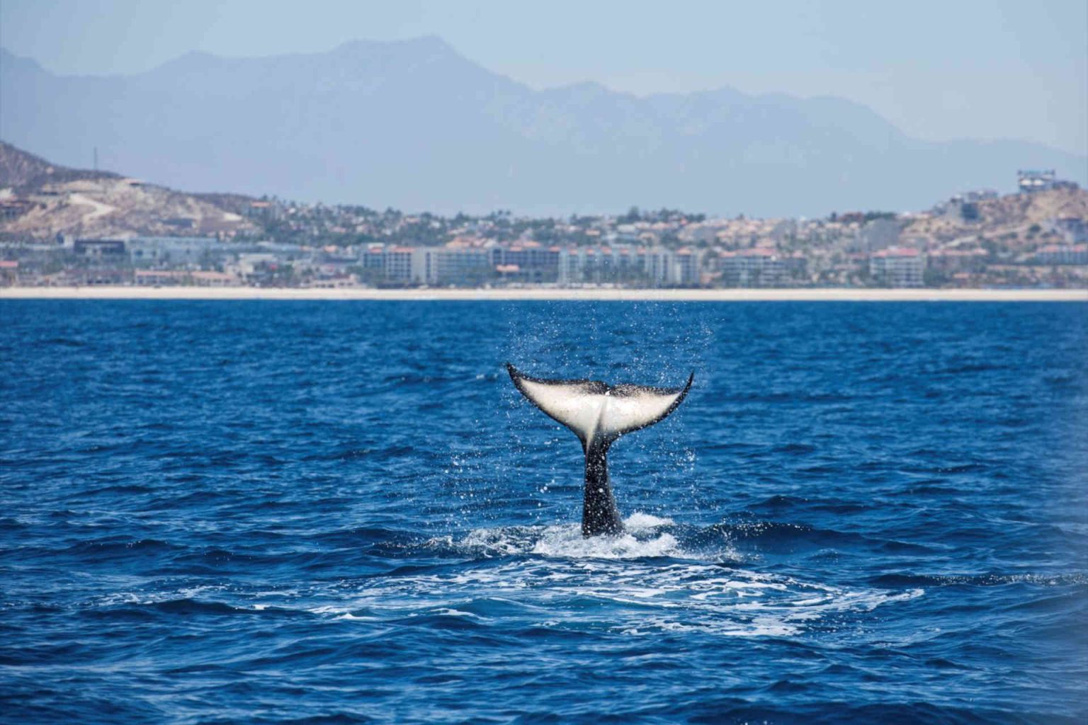 Humpback whale © One&Only Palmilla