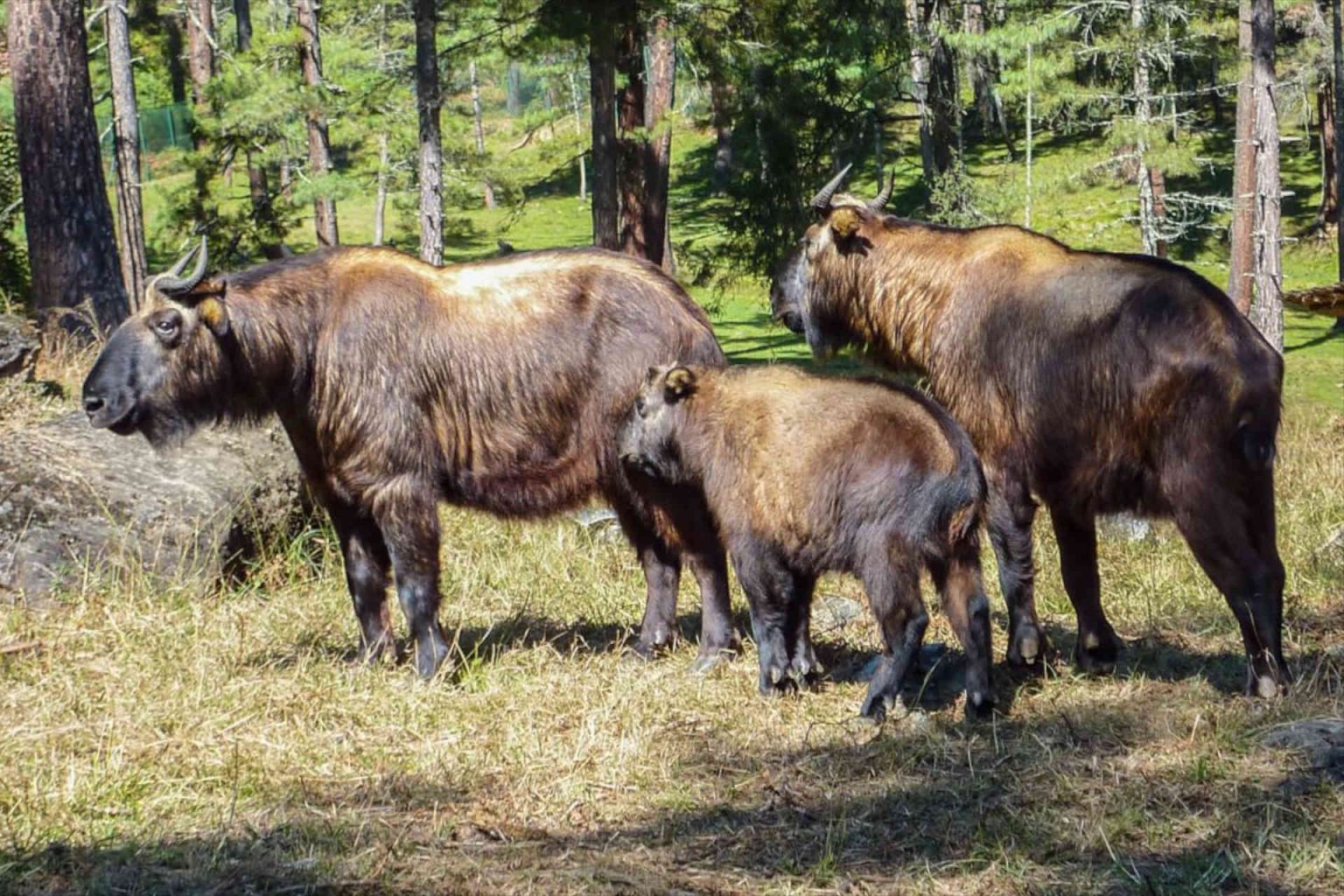 Takin in Bhutan, photo provided