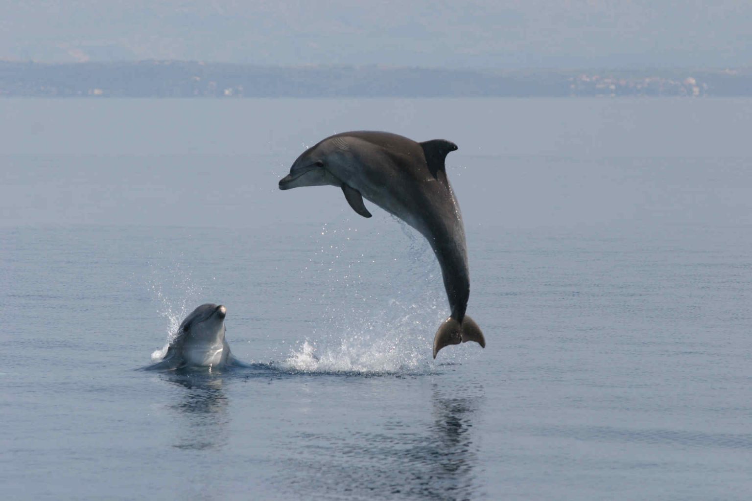 Dolphins © Lošinj Hotels and Villas