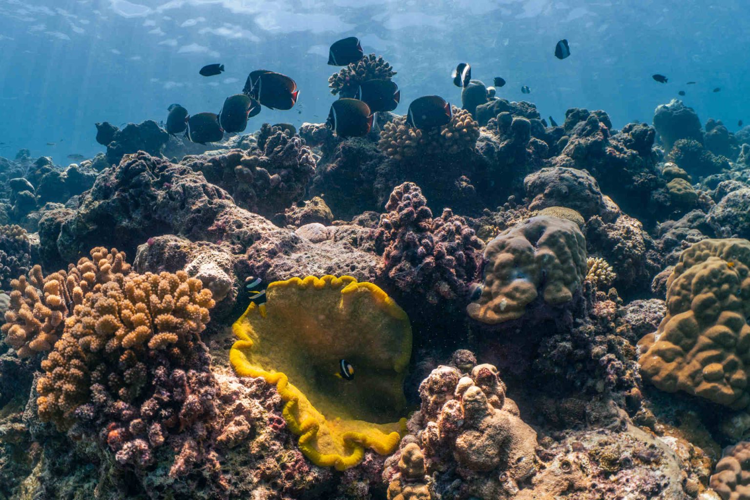 Coral reefs © Patina Maldives