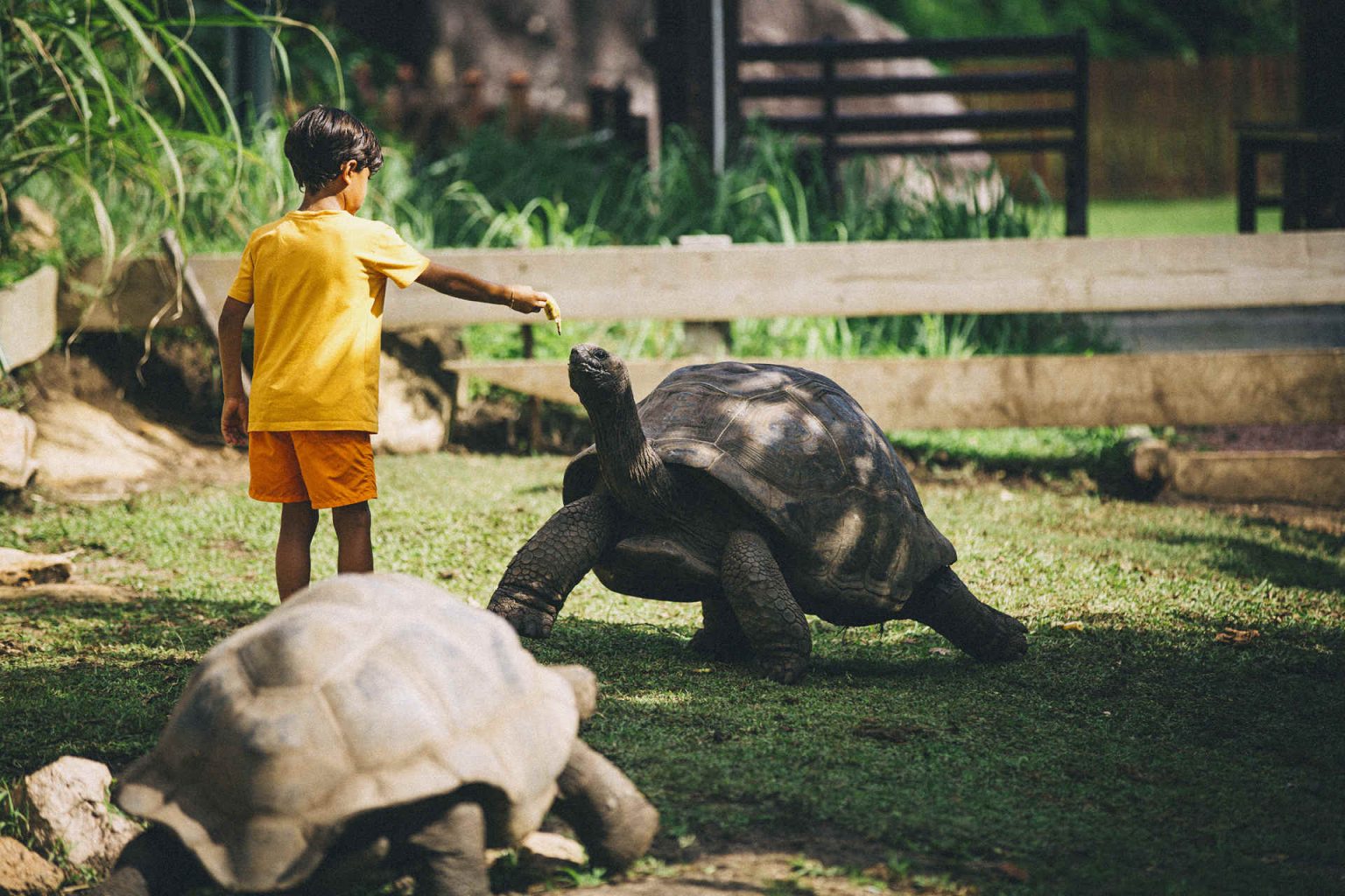 Aldabra giant tortoise © Raffles Seychelles