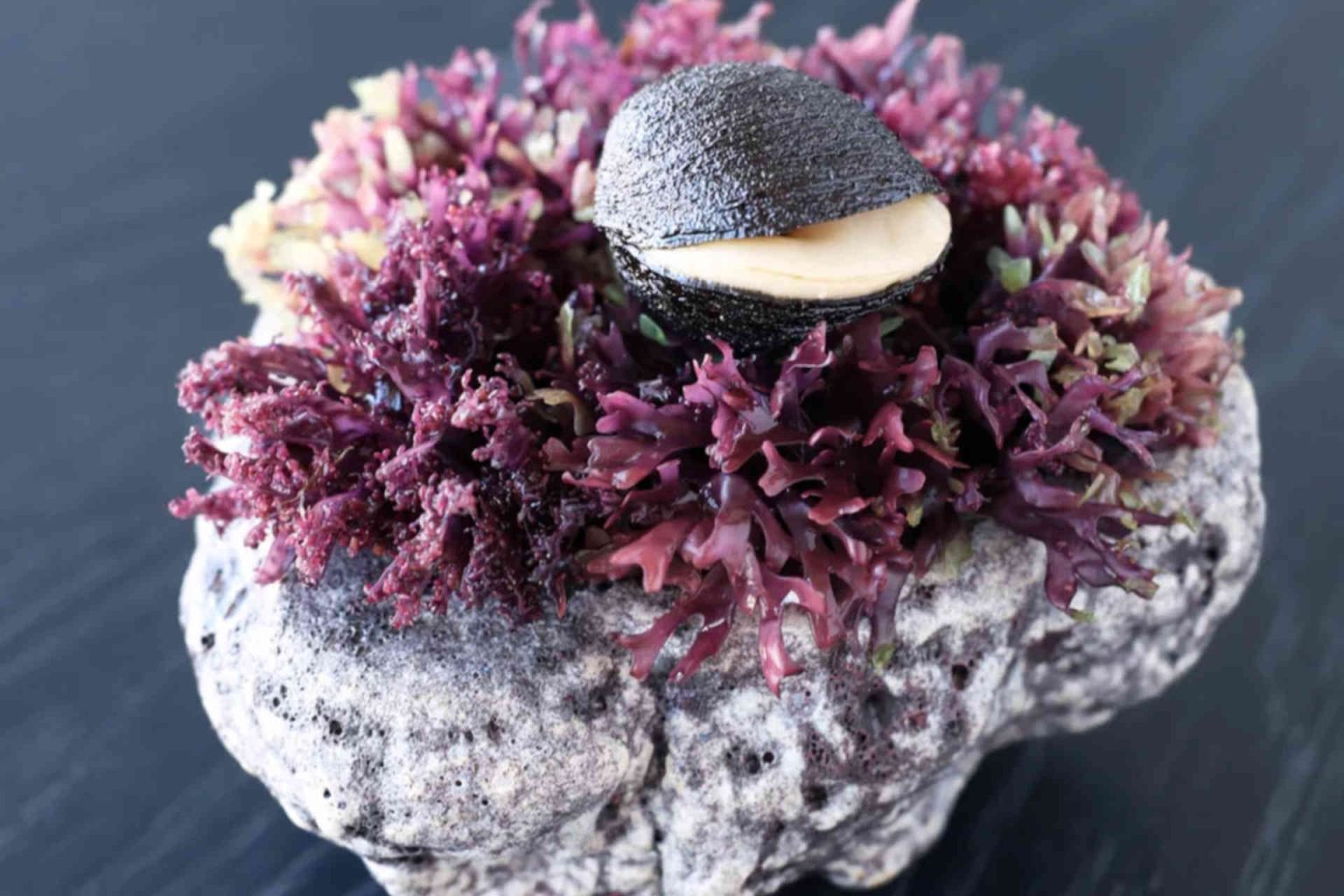‘Crispy Sea Urchin’ – bottarga – sea buckthorn © Helge Kirchberger Photography